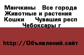 Манчкины - Все города Животные и растения » Кошки   . Чувашия респ.,Чебоксары г.